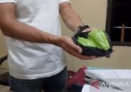 Tragedi Labu Siam Cianjur: Kisah Tragis Minta yang Tewas Dihakimi Demi Beri Makan Ibunya yang Renta