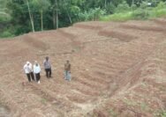 Polres Garut Sulap Lahan Tidak Produktif Jadi Kebun Jagung 1 Hektare, Dukung Ketahanan Pangan