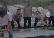 Polsek Pasirwangi Sulap Lahan Tak Produktif Jadi Kebun Cabai, 10 Ribu Bibit Ditanam Dukung Ketahanan Pangan