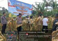 Panen Raya Jagung Kuartal II 2026 di Malangbong Berlangsung Aman dan Kondusif