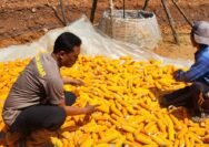 Polsek Banjarwangi Kawal Pasca Panen Jagung, Wujud Nyata Komitmen Ketahanan Pangan Polres Garut Polda Jabar.