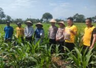 Inovasi Ketahanan Pangan Polres Garut Kotoran Maggot Diolah Menjadi Pupuk Organik untuk Tanaman Jagung